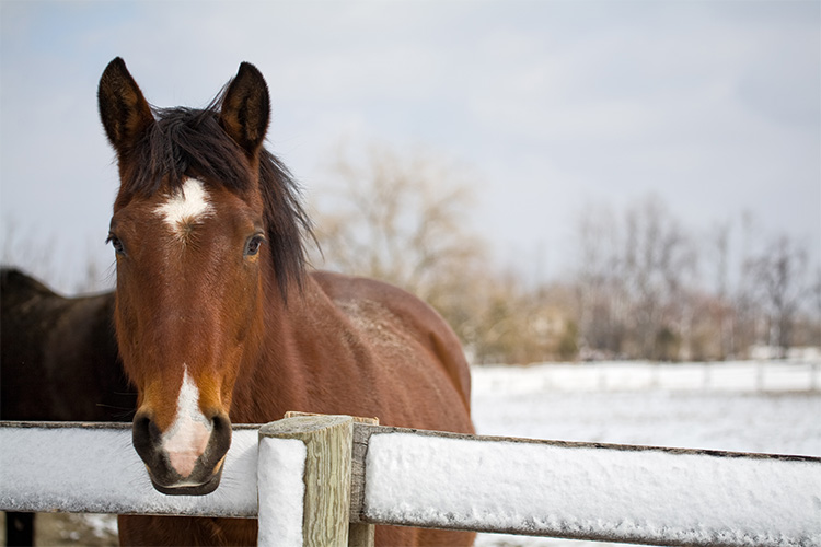 A horse in a pasture during the winter.